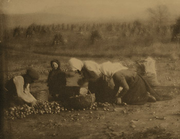 <em>The Onion Harvest</em>