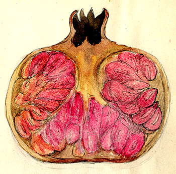 Drawing of a Pomegranate Fruit